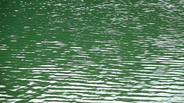 Close-up of ripple patterns moving in slow motion in green-colored lake water.