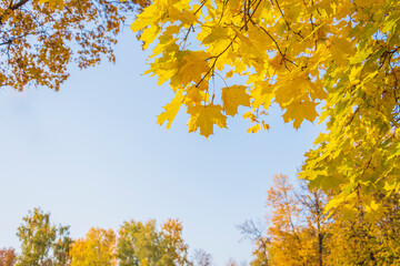 Yellow maple foliage around the edges of the image and blue sky in the center