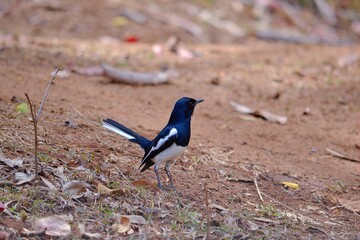 winged blackbird