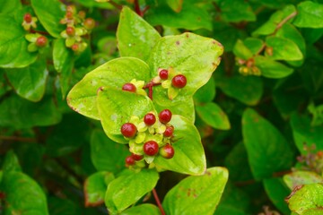 St Johns Wort bush with red berries