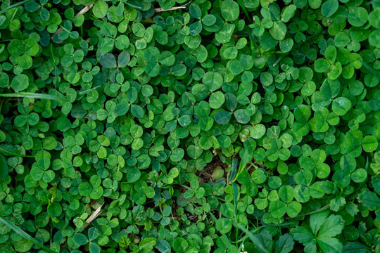 Parterre de treffle sur un chemin de campagne