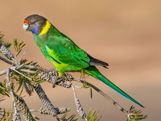 Australian Ringneck or Twenty-eight Parrot © David_Steele