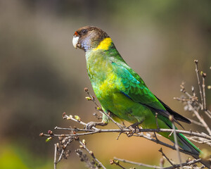 Australian Ringneck or Twenty-eight Parrot