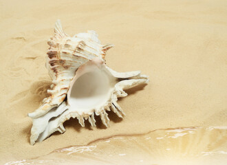 seashell on the sand