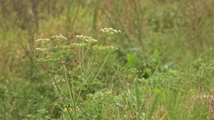 shooting away with a focus lens, grass, background, bees and flies sitting on the grass