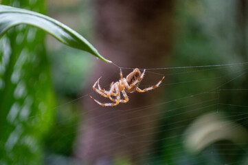 A spider hung up from a leaf weaving its web