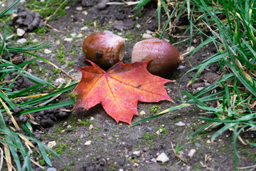 autumn leaves in the forest