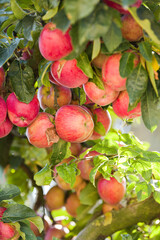 A tree full of natural bio apples in warm light - autumn agriculture harvesting time