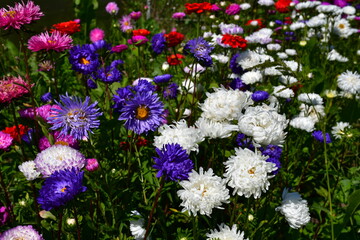 Blooming Aster flowers of different colors on a flower bed in the garden on a sunny day