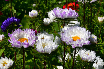Fototapeta premium Blooming Aster flowers of different colors on a flower bed in the garden on a sunny day