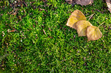 Yellow autumn birch leaves on green moss in the forest.