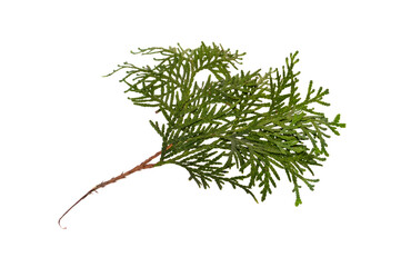 thuja branch isolated on white background
