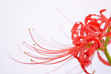 白背景の彼岸花04