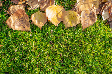 Yellow autumn birch leaves on green moss in the forest.