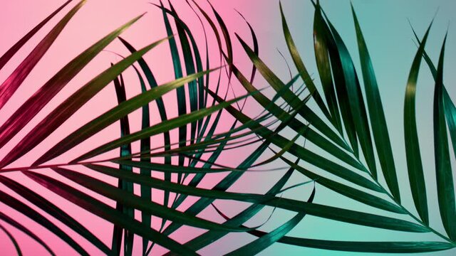 Palm Leaves Motion by Natural Wind Isolated on White Background. Super Slow Motion Filmed on High Speed Cinema Camera at 1000 fps.