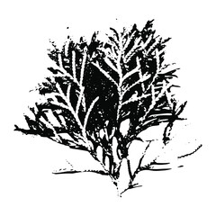 Imprint of a thuja branch. Botanical illustration of a coniferous branch. Isolated silhouette of a winter branch. Christmas tree. Suitable for design, pattern, greeting card, print, new year.