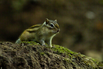 見つめる野生のリス