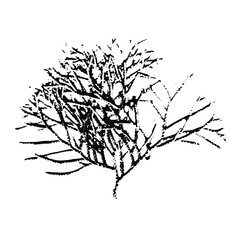 Obraz premium Imprint of a thuja branch. Botanical illustration of a coniferous branch. Isolated silhouette of a winter branch. Christmas tree. Suitable for design, pattern, greeting card, print, new year.