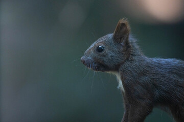 野生のリスの横顔