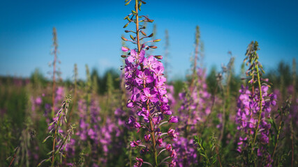 Willowherb