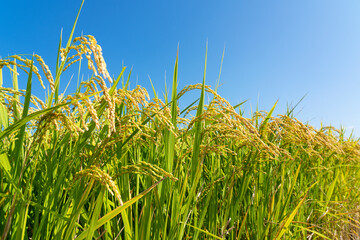 Ears of rice and blue sky