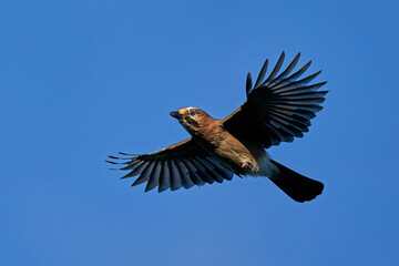 Eurasian jay (Garrulus glandarius)