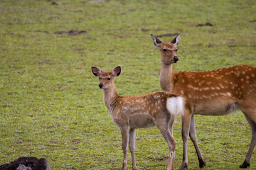 シカの親子