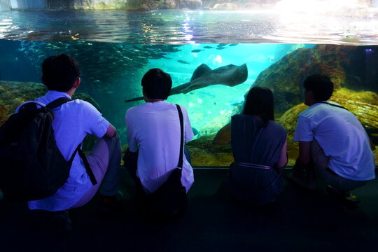 Young people watching marine fish in the aquarium