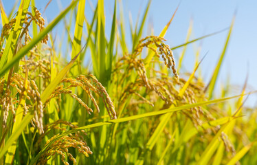 Naklejka premium Ears of rice and blue sky