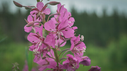 Willowherb