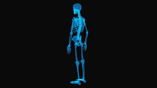 Realistic wireframe skeleton. Body x-ray concept. Loop rotation on black background. 