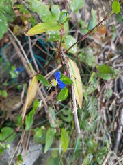 한국 울산 동구 동해안로 꽃
Flowers on Donghaean-ro, Dong-gu, Ulsan, Korea