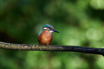 Common kingfisher (Alcedo atthis)