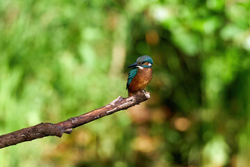Common kingfisher (Alcedo atthis)