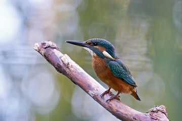 Common kingfisher (Alcedo atthis)