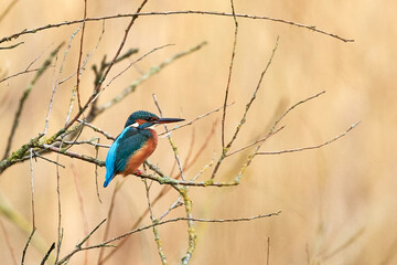 Common kingfisher (Alcedo atthis)