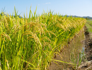 Ears of rice and blue sky