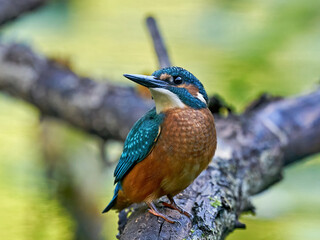 Common kingfisher (Alcedo atthis)