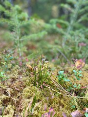 moss on the ground