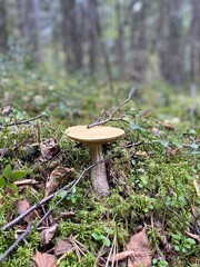 mushroom in the forest