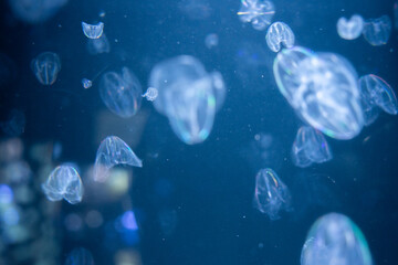 Fototapeta premium クラゲ 幻想的 浮遊