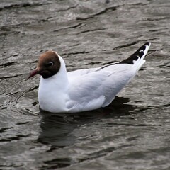 A Black Headed Gull in the water