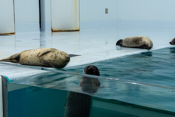 ゴマフアザラシ（ごろごろ）（昼寝）水族館 © 駿 高村