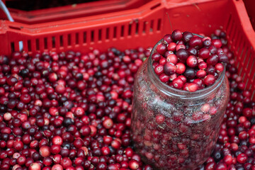Red fresh healthy cranberries and lingonberries in a street food market ready for selling and eat, with glass jar 