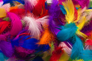 Colorful feather background.