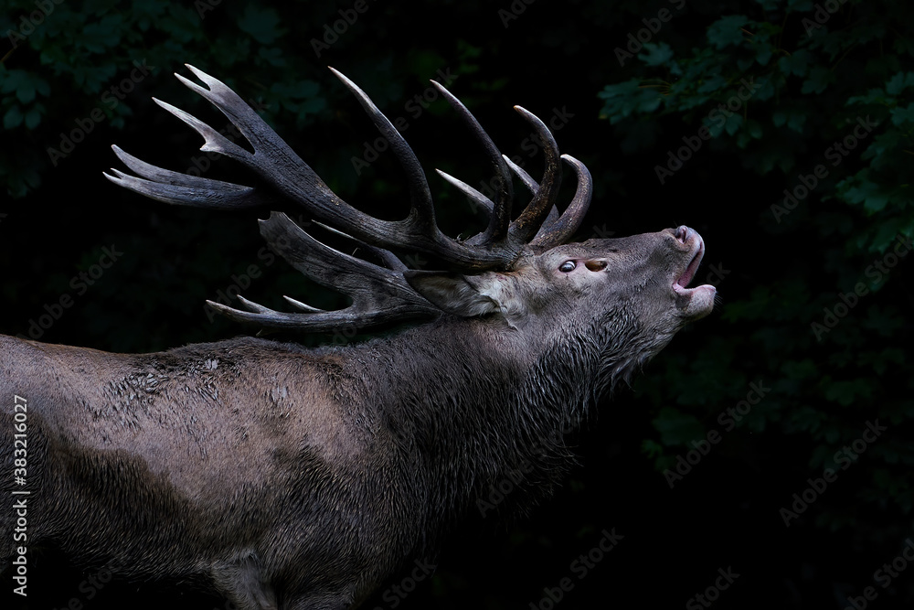 Wall mural Red deer (Cervus elaphus)