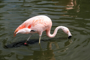 pink flamingo in water