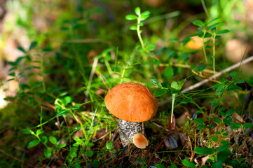 Edible boletus mushrooms with a red cap in the forest on an autumn day