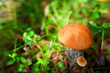 Edible boletus mushrooms with a red cap in the forest on an autumn day