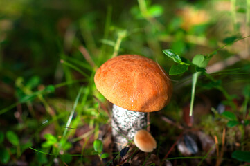 Edible boletus mushrooms with a red cap in the forest on an autumn day